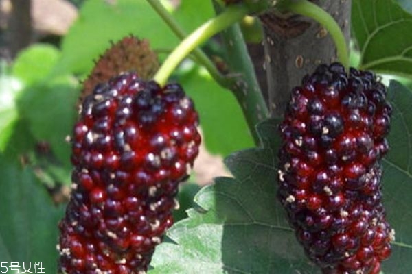 桑葚變白是什么原因 有兩種原因 桑葚變白是什么原因 有兩種原因