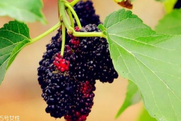 桑葚變白是什么原因 有兩種原因 桑葚變白是什么原因 有兩種原因