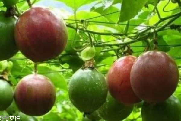 百香果加蜂蜜的功效和作用 可以美容養(yǎng)顏 百香果加蜂蜜的功效和作用 可以美容養(yǎng)顏