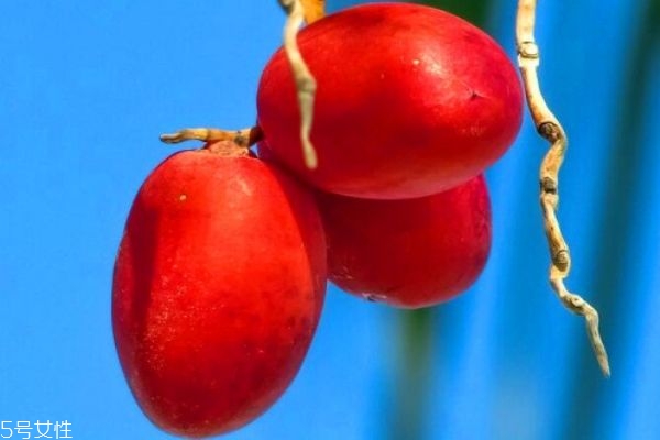 椰棗的營養(yǎng)價值 椰棗的食用禁忌 椰棗的營養(yǎng)價值 椰棗的食用禁忌