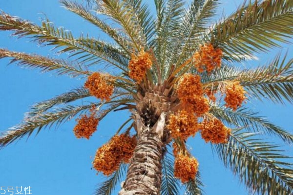 椰棗補(bǔ)血嗎 紅棗和椰棗哪個(gè)更補(bǔ)血 椰棗補(bǔ)血嗎 紅棗和椰棗哪個(gè)更補(bǔ)血