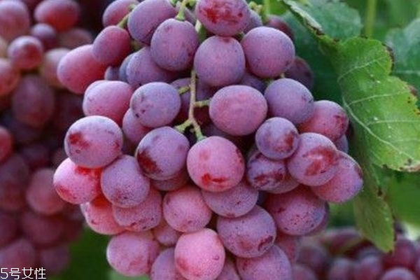 提子是幾月份的水果 夏末秋初 提子是幾月份的水果 夏末秋初