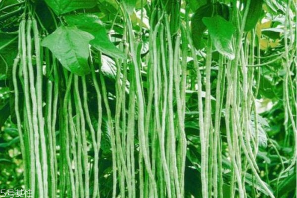 吃豇豆的好處 吃豇豆要注意什么 吃豇豆的好處 吃豇豆要注意什么