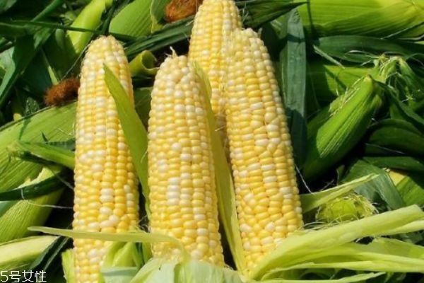 玉米須可以吃嗎 玉米須可以抗溶血 玉米須可以吃嗎 玉米須可以抗溶血