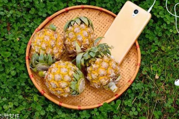 泰國小菠蘿多少錢 泰國小菠蘿功效與作用 泰國小菠蘿多少錢 泰國小菠蘿功效與作用