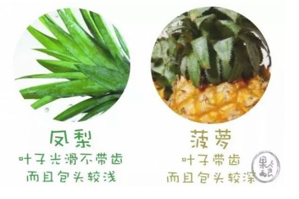 怎么區(qū)分菠蘿和鳳梨 菠蘿和鳳梨有什么不同 怎么區(qū)分菠蘿和鳳梨 菠蘿和鳳梨有什么不同