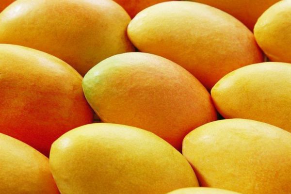 芒果有什么品種 什么品種的芒果最好吃