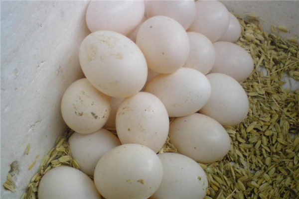 鴿子蛋可以煎著吃嗎 味道很不錯