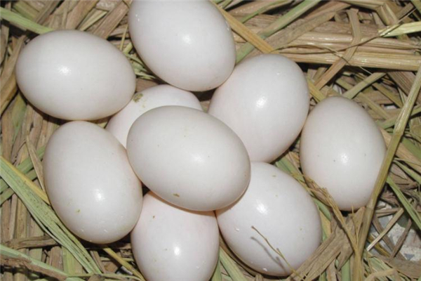 鴿子蛋吃了會(huì)上火嗎 避開(kāi)熱性食物 鴿子蛋吃了會(huì)上火嗎 避開(kāi)熱性食物