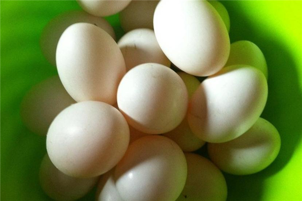 鴿子蛋怎么保存 鴿子蛋能放多久 鴿子蛋怎么保存 鴿子蛋能放多久