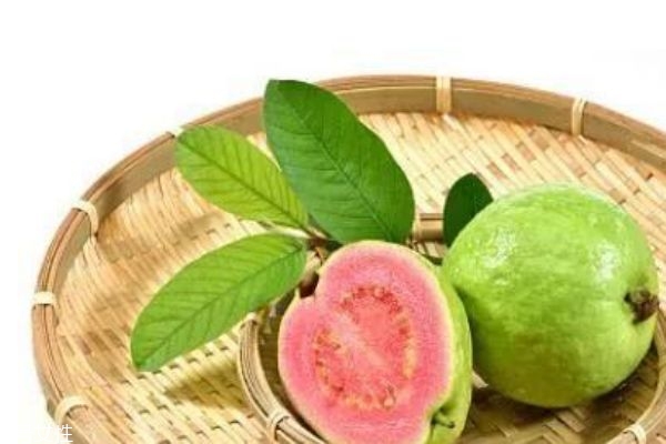 芭樂是什么味道 芭樂是什么 芭樂是什么味道 芭樂是什么