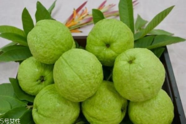 芭樂是軟的還是硬的 選芭樂的技巧 芭樂是軟的還是硬的 選芭樂的技巧