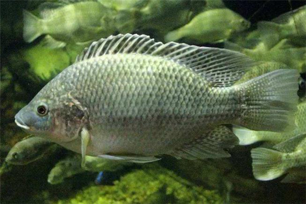 羅非魚是海魚嗎 羅非魚介紹 羅非魚是海魚嗎 羅非魚介紹