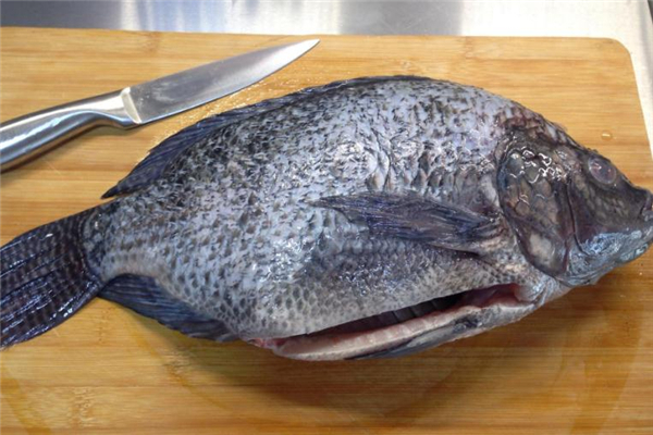 羅非魚(yú)是海魚(yú)嗎 羅非魚(yú)介紹 羅非魚(yú)是海魚(yú)嗎 羅非魚(yú)介紹