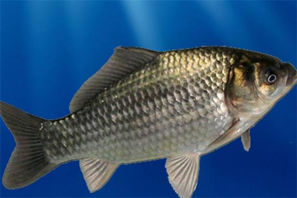 羅非魚為什么那么便宜 產(chǎn)量較多 羅非魚為什么那么便宜 產(chǎn)量較多