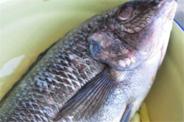 羅非魚不能和什么一起吃 相克食物匯總 羅非魚不能和什么一起吃 相克食物匯總