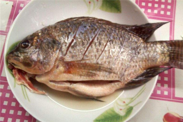 羅非魚怎么釣 釣羅非魚的餌料 羅非魚怎么釣 釣羅非魚的餌料