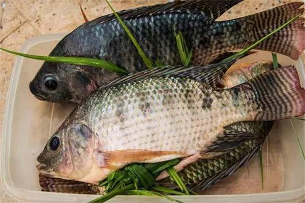 羅非魚多少錢一斤 和地區(qū)有關(guān) 羅非魚多少錢一斤 和地區(qū)有關(guān)