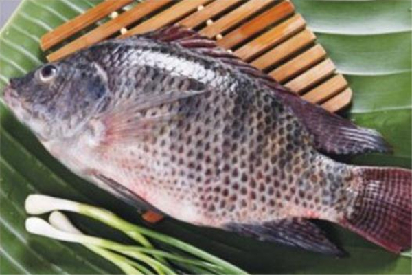 孕婦能吃羅非魚嗎 不過敏就可以吃 孕婦能吃羅非魚嗎 不過敏就可以吃