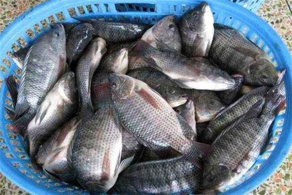 孕婦能吃羅非魚嗎 不過敏就可以吃 孕婦能吃羅非魚嗎 不過敏就可以吃