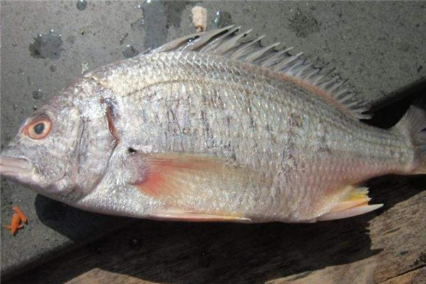 為什么很少人吃羅非魚 原因是這樣 為什么很少人吃羅非魚 原因是這樣