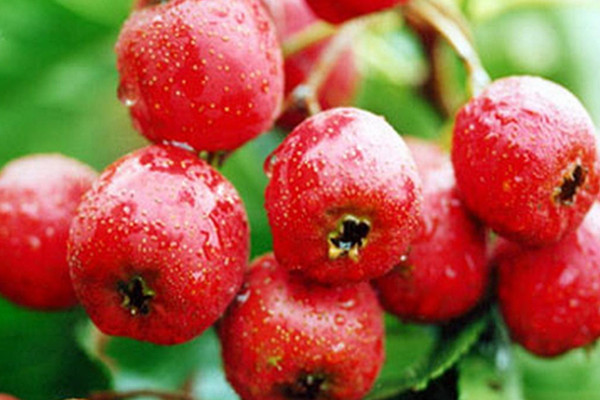 山楂應(yīng)該怎么吃 山楂作用 山楂應(yīng)該怎么吃 山楂作用