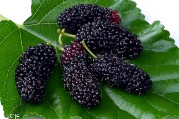 桑葚干泡水一天需幾顆 桑葚干泡水喝的好處 桑葚干泡水一天需幾顆 桑葚干泡水喝的好處