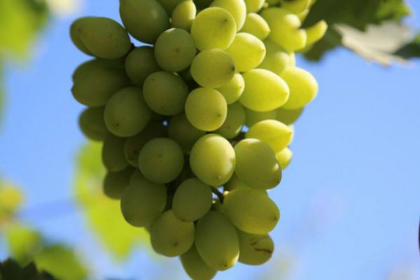 青葡萄和紫葡萄哪個好 葡萄不甜是什么原因