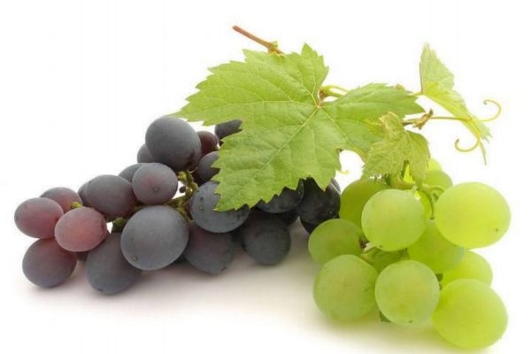 提子和葡萄的區(qū)別 提子和葡萄的共同之處 提子和葡萄的區(qū)別 提子和葡萄的共同之處