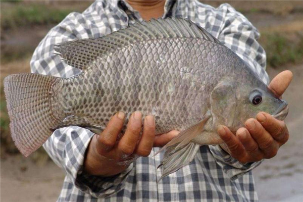 吃羅非魚對(duì)生育有影響嗎 吃羅非魚對(duì)腎不好