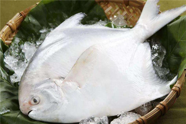 白鯧魚多少錢一斤 白鯧魚市場(chǎng)行情 白鯧魚多少錢一斤 白鯧魚市場(chǎng)行情
