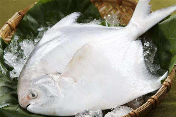 白鯧魚怎么去內臟 白鯧魚處理方法 白鯧魚怎么去內臟 白鯧魚處理方法