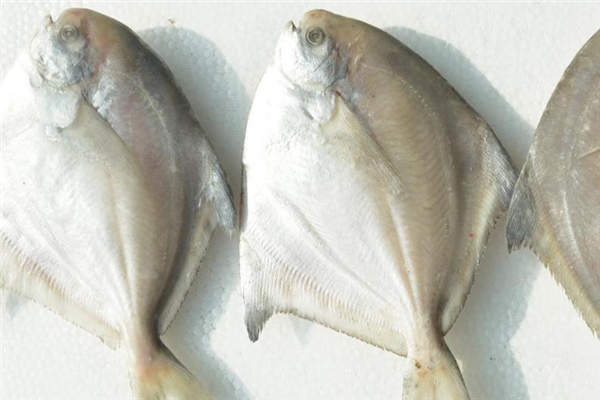 孕婦可以吃白鯧魚嗎 可以適量食用 孕婦可以吃白鯧魚嗎 可以適量食用