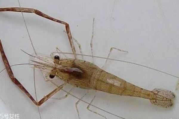 基圍蝦和青蝦的區(qū)別 外形上的區(qū)別 基圍蝦和青蝦的區(qū)別 外形上的區(qū)別