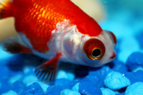 金魚(yú)能吃嗎 金魚(yú)的用處 金魚(yú)能吃嗎 金魚(yú)的用處