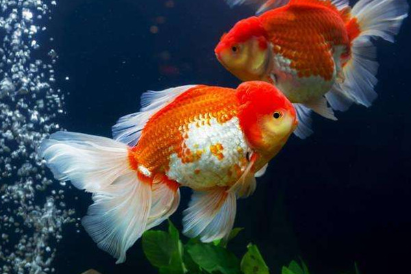 金魚(yú)能吃嗎 金魚(yú)的用處 金魚(yú)能吃嗎 金魚(yú)的用處