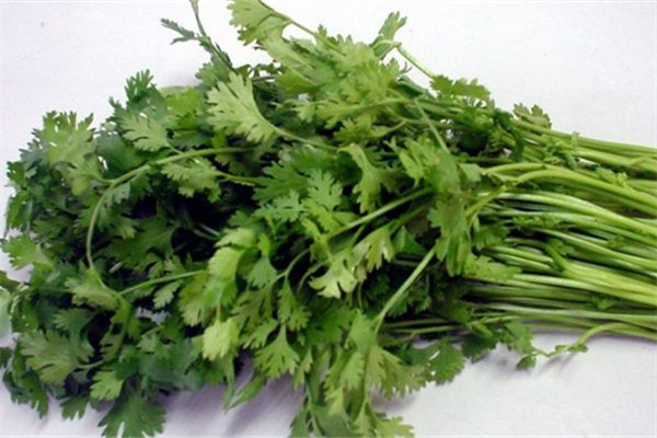 香菜可以冷凍保存嗎 香菜保存方法 香菜可以冷凍保存嗎 香菜保存方法
