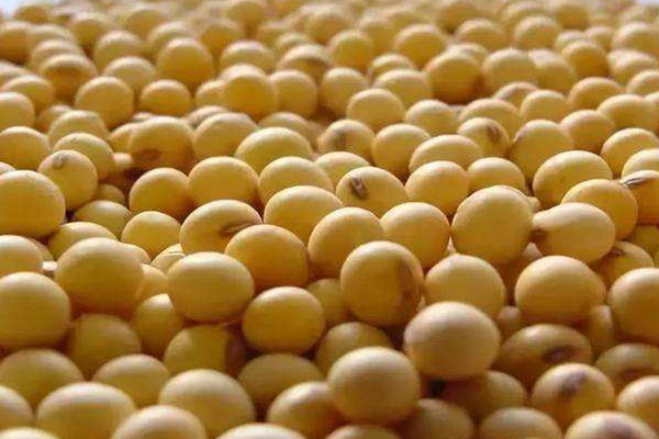 大豆可以釀酒嗎 大豆的作用 大豆可以釀酒嗎 大豆的作用