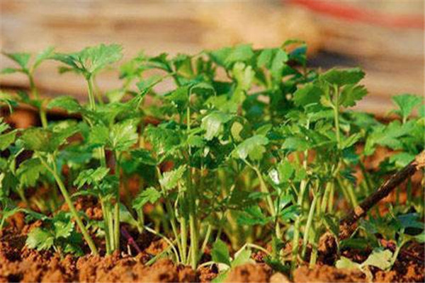 香菜能減肥嗎 香菜怎么吃好 香菜能減肥嗎 香菜怎么吃好