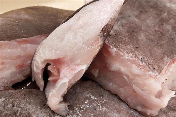 老板魚(yú)不能和什么一起吃 老板魚(yú)禁忌 老板魚(yú)不能和什么一起吃 老板魚(yú)禁忌