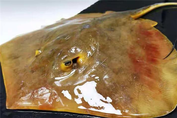 老板魚是什么魚 老板魚是海魚嗎 老板魚是什么魚 老板魚是海魚嗎