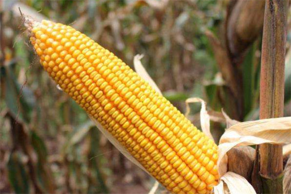 玉米和紅薯可以一起吃嗎 紅薯的功效 玉米和紅薯可以一起吃嗎 紅薯的功效