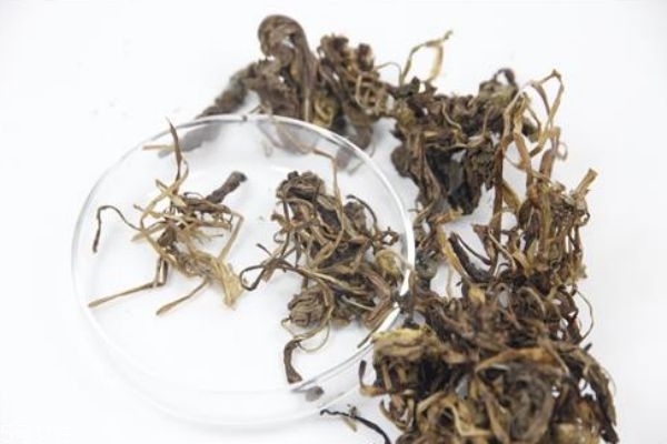 蒲公英泡水孕婦能喝嗎 這幾類人不宜飲用 蒲公英泡水孕婦能喝嗎 這幾類人不宜飲用