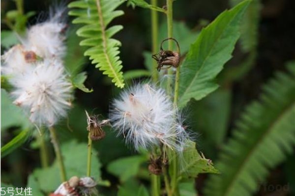 蒲公英泡水孕婦能喝嗎 這幾類人不宜飲用 蒲公英泡水孕婦能喝嗎 這幾類人不宜飲用