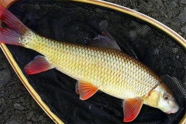 鯪魚(yú)的做法 營(yíng)養(yǎng)美味食材 鯪魚(yú)的做法 營(yíng)養(yǎng)美味食材