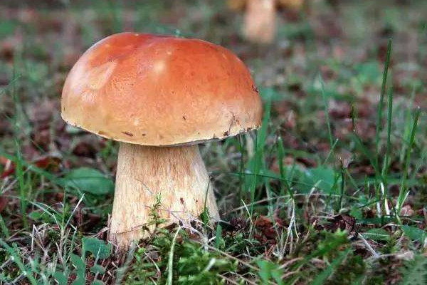 蝦仁能和蘑菇一起吃嗎 蘑菇的營養(yǎng)價(jià)值 蝦仁能和蘑菇一起吃嗎 蘑菇的營養(yǎng)價(jià)值