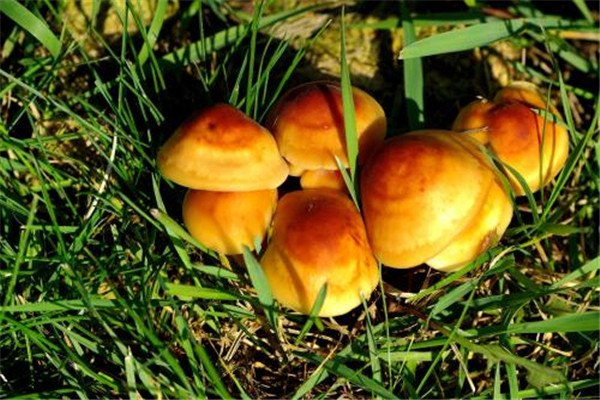 蝦仁能和蘑菇一起吃嗎 蘑菇的營養(yǎng)價(jià)值 蝦仁能和蘑菇一起吃嗎 蘑菇的營養(yǎng)價(jià)值