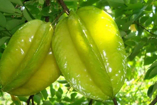 楊桃可以和蜂蜜一起吃嗎 楊桃吃法 楊桃可以和蜂蜜一起吃嗎 楊桃吃法