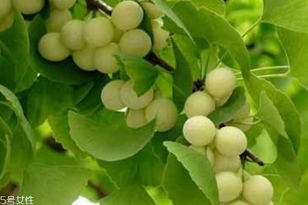 白果的心可以吃嗎 白果的心怎么去除 白果的心可以吃嗎 白果的心怎么去除