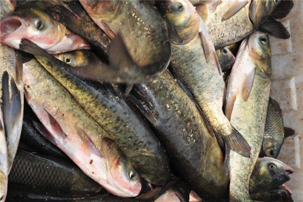 花鰱魚怎么做好吃 花鰱魚的做法 花鰱魚怎么做好吃 花鰱魚的做法